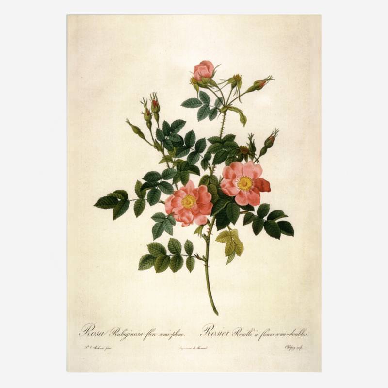 Postkarte „Rosa Rubiginosa“ von Pierre-Joseph Redouté