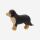 Berner Sennenhund von Ostheimer