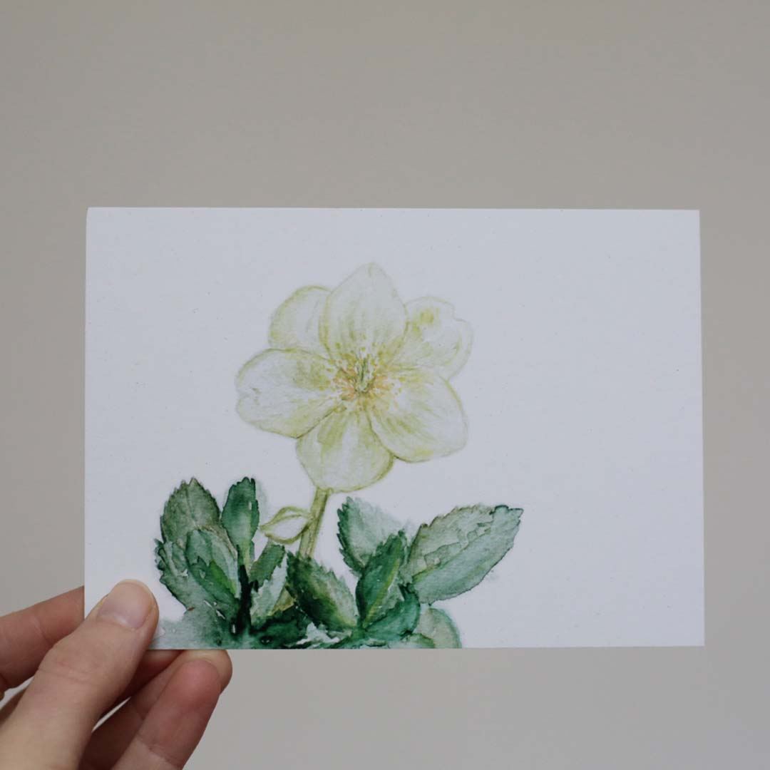 Postkarte „Christrose“ von Lila Lämmchen | Lila Lämmchen Onlineshop