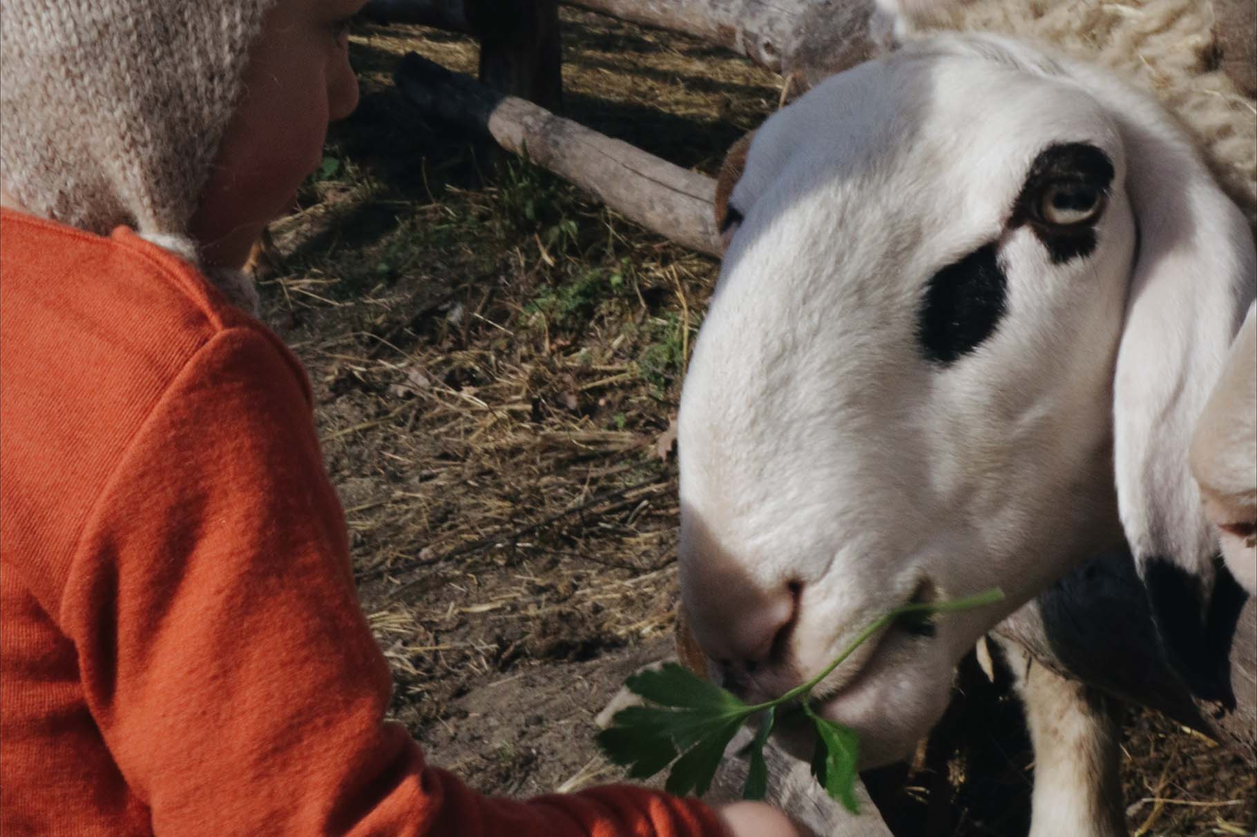 Baby füttert Schaf aus kontrolliert biologischer Tierhaltung